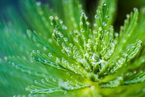 water-droplets-on-green-leaf-plant-731891-scaled-1.jpg